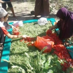 Para peziarah/warga Kampung Bureng sedang menghiasi Makam Mbah Habib beserta Bu Nyai dengan kembang setaman, saat peringatan Haul Akbar yang ke-239, 25 Mei lalu. foto: YUDI ARIANTO/ BANGSAONLINE