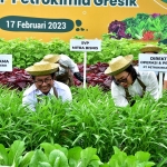 Dirut PG Dwi Satriyo Annurogo (kiri) dan DOP PG Digna Jatingsih (kanan) saat panen bersama di Kebun MMP Petrokimia Gresik.