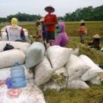 PANEN. Sebagian petani di bantaran Sungai Bengawan Solo Bojonegoro sedang panen. Foto: Eky Nurhadi/BANGSAONLINE