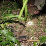 Kebun jagung lokasi korban ditemukan tak bernyawa. (foto: ist)