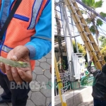 Kondisi seekor Bunglon yang sudah mati ketika diambil petugas. Foto kanan, proses evakuasi Bunglon oleh petugas PLN. foto: TUHU PRIYONO/ BANGSAONLINE