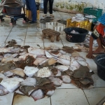 Penjual ikan pari di TPI Branta Pesisir Kecamatan Tlanakan, Pamekasan. 