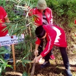 Moch. Nur Arifin, Ketua DPC PDIP Trenggalek saat menggelar tanam pohon bambu di Huko Trenggalek. foto: HERMAN/BANGSAONLINE