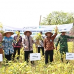 Bupati Fadeli saat panen raya kedelai varietas Grobogan di Desa Kedungbanjar, Kecamatan Sugio.