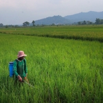 Seorang petani saat menyemprot tanaman padi yang terserang hama wereng batang cokelat dengan agensia hayati. (foto: ist)