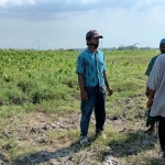 Sejumlah petani saat menyaksikan lahannya rusak parah, tercemar tambak udang.