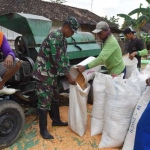 Sertu Rondi saat membantu petani merontokkan jagung.