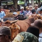 Suasana Pasar Hewan Kelurahan Jrebeng Kidul masih ramai meski wabah PMK merebak.