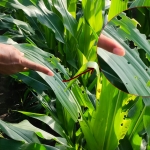 Salah seorang petani sedang menunjukkan tanaman jagung yang terserang ulat grayak di Desa Gogorante Kecamatan Ngasem, Kabupaten Kediri. foto: MUJI HARJITA/ BANGSAONLINE