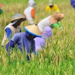 Sejumlah petani saat panen. foto: dok. bangsaonline.com