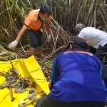 Tim Inafis Polres Jombang saat mengevakuasi kerangka manusia di lahan tebu. foto: AAN AMRULLOH/ BANGSAONLINE