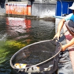 Sahrul Munir, Ketua Pranggang Koi Farm, Kecamatan Plosoklaten, Kabupaten Kediri dan ikan koinya jenis Showa seharga Rp 5 juta. (foto: MUJI/ BANGSAONLINE)