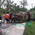 Pohon tumbang setelah diterjang angin kencang sore tadi.