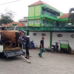 Sapi kurban yang dikirim Ketua Umum DPP NasDem Surya Paloh saat tiba di Ponpes Almuniroh. foto: ist.