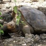 ?

Kematian Lonesome George pada tahun 2012 menjadi berita di seluruh dunia. George diputuskan untuk diawetkan. Foto:repro bbc