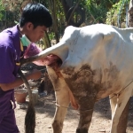 Kegiatan IB yang dilakukan oleh petugas  peternakan.