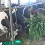 Salah satu peternak memberikan makan sapinya dengan rumput gajah. foto: RONY S/ BANGSAONLINE