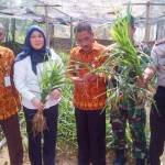 Kepala Bapelu, Labat, bersama pejabat muspika menunjukkan  budidaya jahe merah. (foto; syuhud/BANGSAONLINE)