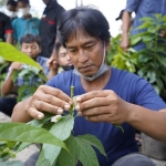 Petugas penyuluh pertanian saat melakukan pelatihan penangkaran bibit buah-buahan dengan sistem sambung pucuk. Foto: Ist