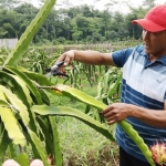 Seorang petani buah naga sedang merawat tanamannya.