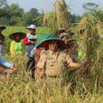 Wakil bupati Blitar Drs Rijanto saat menghadiri panen raya padi Hibrida di Desa Sumbersari. (Try Susanto/BANGSAONLINE)