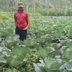 Salah satu petani sedang mengamati tanaman kubisnya.