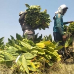 Petani tembakau di Desa Sambongrejo, Kecamatan Semanding melakukan panen.