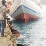 Seekor sapi sedang berusaha naik ke pelabuhan usai tercebur ke laut.