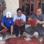 Kadis Pertanian dan Ketahanan Pangan Tuban, Murtadji bersama tim Kementan dan mitra serta Bulog turun langsung ke petani cabai di Tuban.