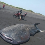 Ikan Hiu Tutul yang terdampar di pantai Mayangan, Desa Kepanjen, Kecamatan Gumukmas, Kabupaten Jember.