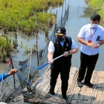 Bupati Kediri Hanindito Himawan Pramana saat melakukan penen ikan nila perdana di lahan pertanian yang menggunakan sistem minapadi di Desa Sambirejo, Kecamatan Gampengrejo Kabupaten Kediri. foto: MUJI HARJITA/ BANGSAONLINE