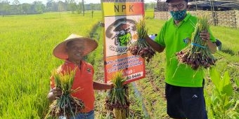 Modal Rp5 Juta, Petani Bawang Merah di Trenggalek Ini Raih Untung Besar