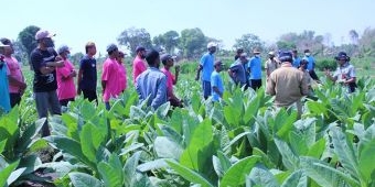 Pemberdayaan Petani Tembakau, Diskominfo Gresik Gandeng Dinas Pertanian untuk Sosialisasi Cukai