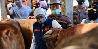 Komitmen Khofifah dalam Swasembada Pangan, Populasi Sapi dan Ayam Petelur Jatim Tertinggi