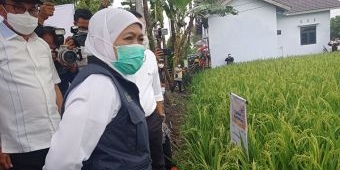 Bupati Sugiri Kenalkan Padi Varietas Super ke Gubernur Jatim, 1 Hektare Panen Hingga 16 Ton