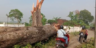 Puting Beliung Porak-porandakan Puluhan Rumah di Sidoarjo