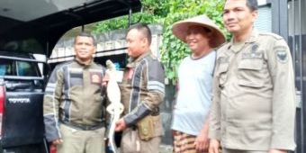 Dikira Ular, Warga Kediri ini Lapor ke Satpol PP, Ternyata Seekor Biawak