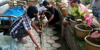 Masuk Rumah, Ular Sanca Kembang 2 Meter Lebih Hebohkan Warga Tosaren Kota Kediri