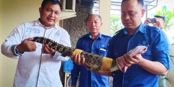 ​BBKSDA Jatim Sita Buaya Muara dan Ular Piton Peliharaan Warga di Kota Blitar