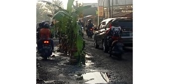 Ditanami Pisang Warga, DPUTR Gresik Perbaiki Kerusakan Jalan Grogol Menganti