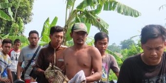 Buaya Muara Sungai Muncul, Kagetkan Warga Candi Sidoarjo