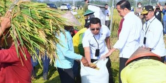 Kunjungan ke Ngawi, Presiden Jokowi Panen Raya Padi dan Pantau Harga Kebutuhan Pokok