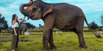 Penghapusan Atraksi Gajah di Taman Nasional Way Kambas