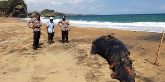 Bangkai Hiu Paus Ditemukan Terdampar di Pantai Jebring Blitar