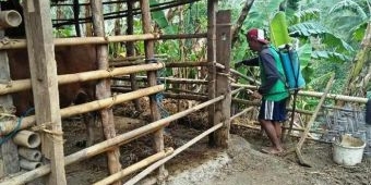 Serangan Antraks di Pacitan Diduga Mulai Menyebar ke Kecamatan Sudimoro