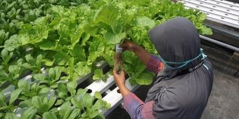 Lewat Hidroponik, Pemkot Kediri Wujudkan Urban Farming Melalui Green House