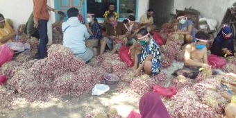 Begini Cara Buruh Pembersih Bawang Merah di Kota Probolinggo Rayakan Harlah Pancasila