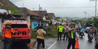 Seorang Pelajar di Kota Batu Tertimpa Pohon Tumbang