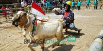 Pacuan Kambing Meriahkan Peringatan HUT RI ke-71 di Wonosalam Jombang