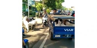 Imbas Penutupan Pasar Hewan di Pasuruan, Pedagang Keleleran di Jalan